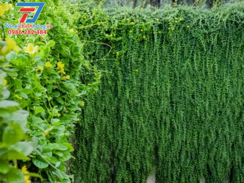 chống nóng trần bê tông bằng cách trồng cây dây leo trên tường nhà