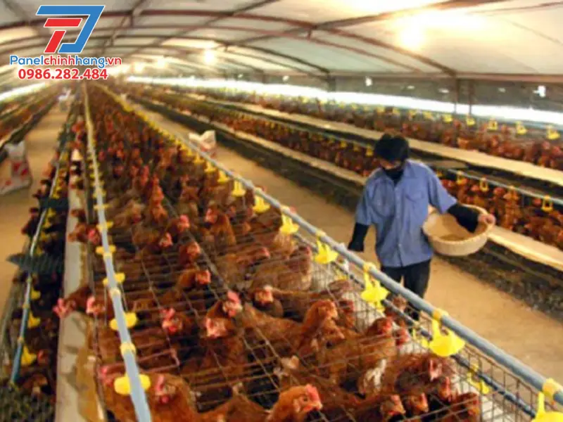 Lợi ích dài hạn khi đầu tư giải pháp chống nóng cho gà hiệu quả