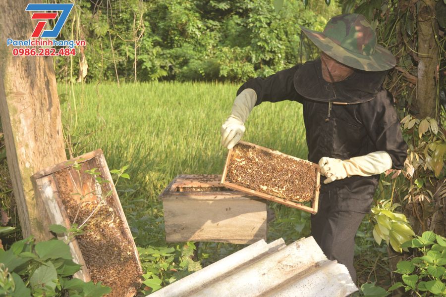 #Cách Chống Nóng Cho Ong Mật Qua Mùa Hè Tốt Nhất