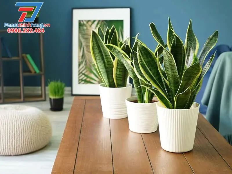 Trồng cây xây làm mát không gian phòng Trồng cây xây làm mát không gian phòng