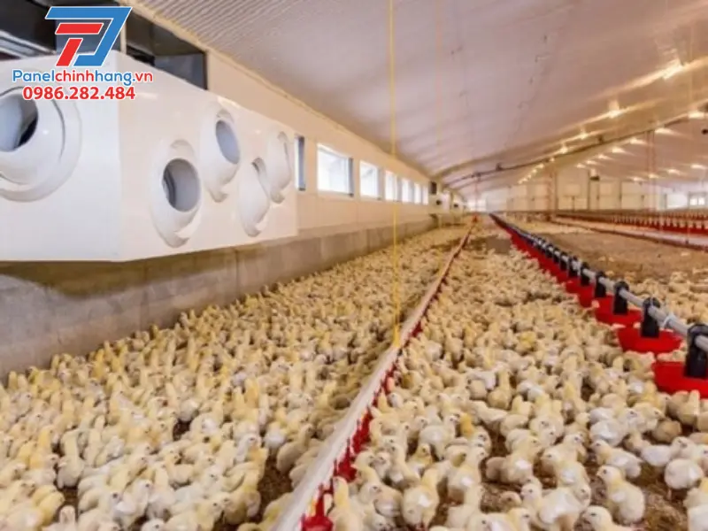 chống nóng cho chuồng gà