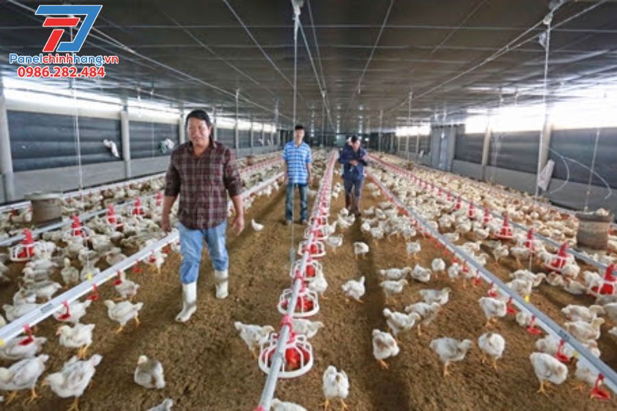 Những Biện Pháp Chống Nóng Cho Gà Được Nhà Nông Tin Dùng