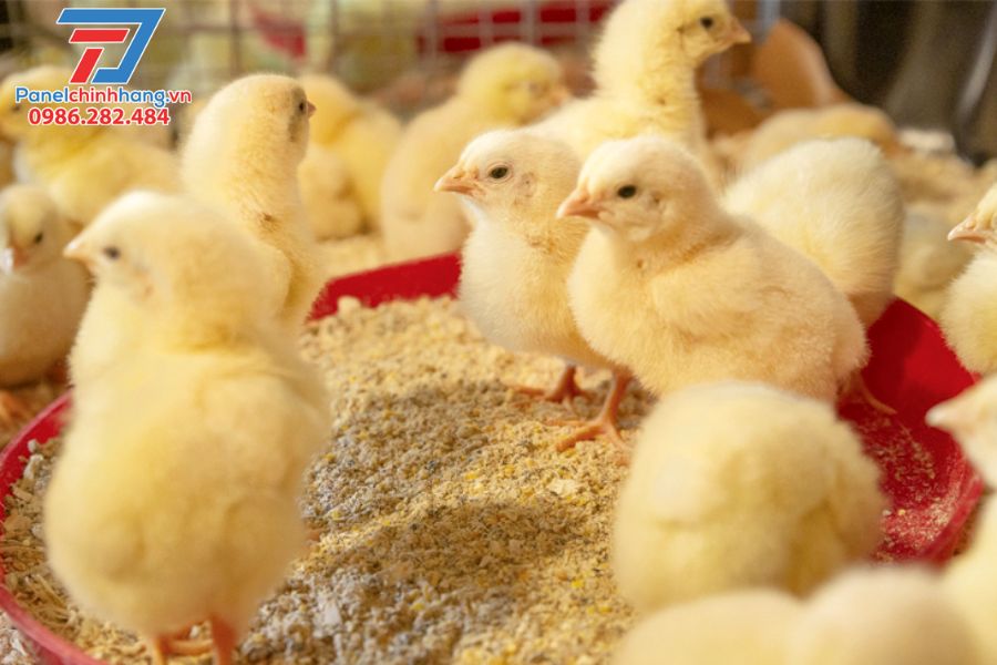 6+ Cách Chống Nóng Cho Gà Hạn Chế Tình Trạng Stress Nhiệt