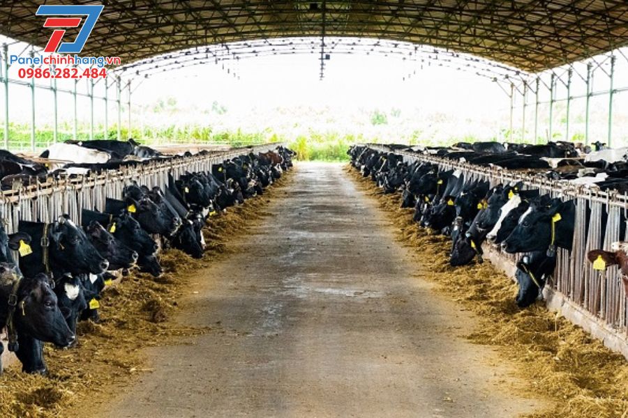 Cách Chống Nóng Trang Trại Giúp Tăng Năng Suất Chăn Nuôi