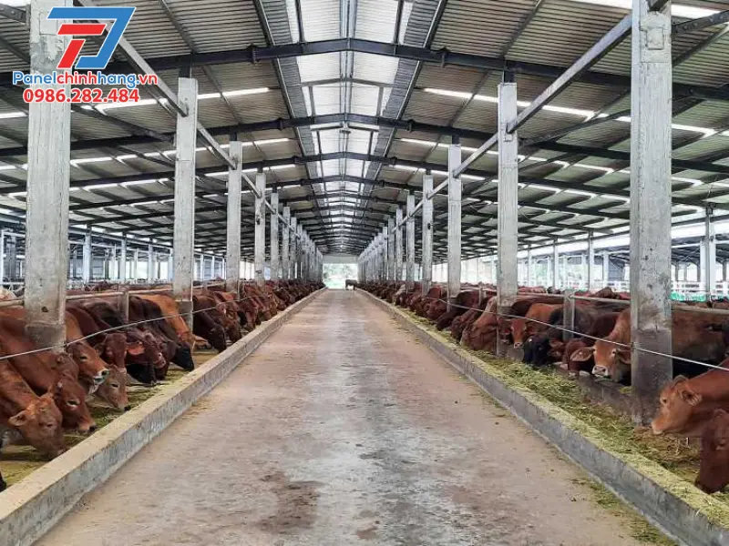 chống nóng trang trại