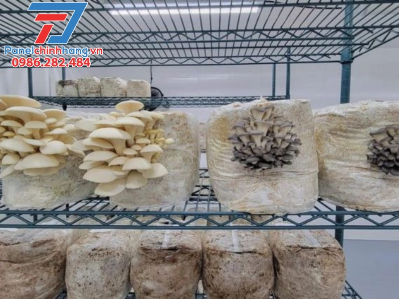 #Thi Công Tấm Panel Cách Nhiệt Cho Nhà Nấm Chuẩn Kỹ Thuật