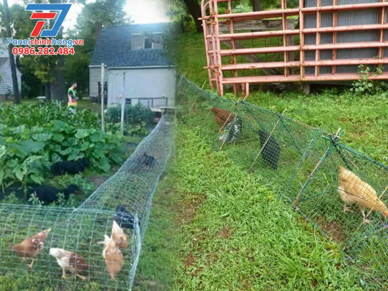 chống nóng cho chuồng gà