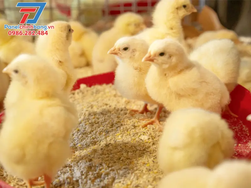 cách chống nóng cho gà