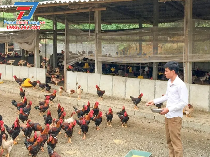 chống nóng cho gà bằng cách cải thiện thiết kế và cấu trúc chuồng trại